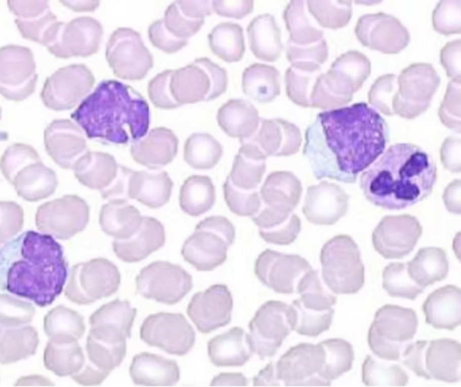 open data cytologIA